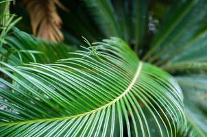 curvatura bellissimo palma foglie, nel un' serra. foto