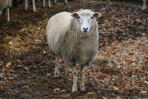 pecore in un campo in germania foto