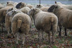 pecore nel Germania foto