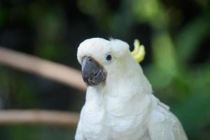 immagine avvicinamento di un' giallo crestato cacatua testa, guardare a il telecamera, uccello, animale foto