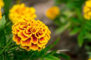 calendula fiori nel il giardino su estate , giallo fiori ,Bellissima fiori su estate nel il simpatico giorno erba fiori foto