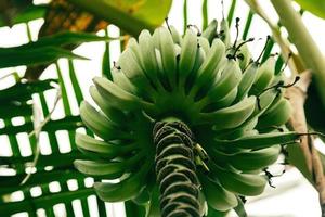 avvicinamento di acerbo Banana frutta su albero nel tropicale foresta. foto