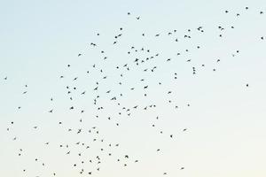 sagome di uccelli nel il cielo foto