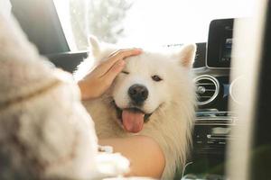 carino Samoiedo cane dentro un' moderno auto durante un' strada viaggio foto