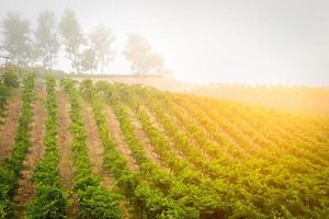 bellissimo vino uva vigneto nel il mattina sole foto