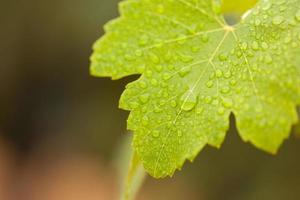 brillante verde uva foglia con acqua gocce foto