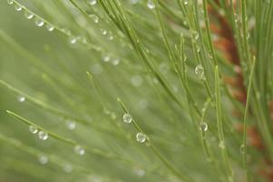 gocce d'acqua sugli aghi di pino foto