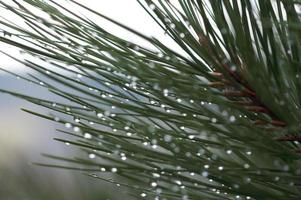 gocce d'acqua sugli aghi di pino foto