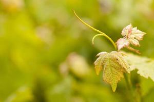 bellissimo lussureggiante uva vigneto foglie foto