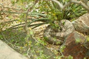 riposo occidentale diamondback serpente a sonagli foto