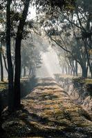 il Alba come esso sorge nel il nebbioso mattina di inverno a tè giardino foto