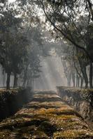 il Alba come esso sorge nel il nebbioso mattina di inverno a tè giardino foto