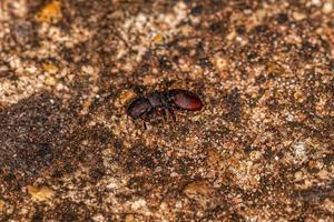 formica tartaruga adulta foto