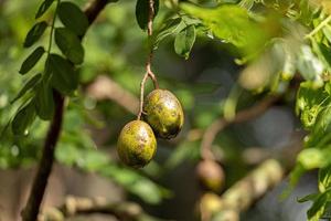 mombins albero frutta foto