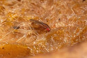 mosca del fico africano adulto foto