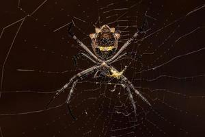 femmina adulta giardino d'argento orbweaver foto