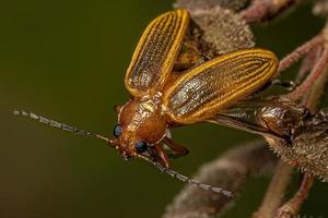 giallo adulto foglia scarafaggio foto