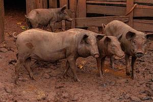 maiale allevato in un porcile all'aperto foto