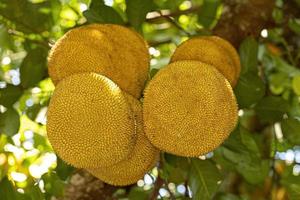 albero di jackfruit coltivato foto