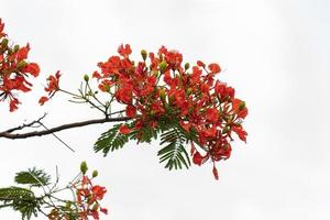 fiore rosso dell'albero sgargiante foto