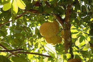 albero di jackfruit coltivato foto