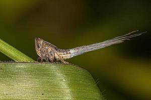 insetto adulto verde planthopper foto