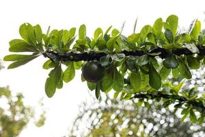 albero di zucca con messa a fuoco selettiva foto