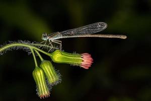 libellula adulta dalle ali strette foto