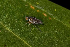 mosca adulta a zampe lunghe foto