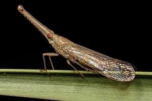 insetto planthopper dictyopharid adulto foto