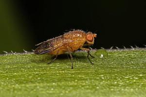 mosca acaliptrata adulta foto