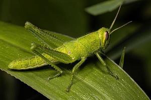 uccello cavalletta ninfa foto