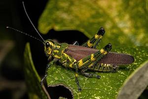 cavalletta soldato adulto foto