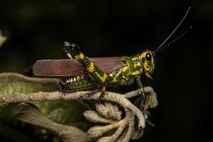 cavalletta soldato adulto foto