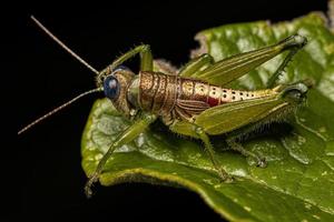 speronato cavalletta insetto foto