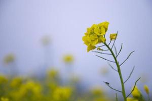 avvicinamento messa a fuoco un' bellissimo fioritura giallo colza fiore con sfocato sfondo foto