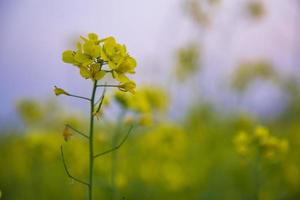 avvicinamento messa a fuoco un' bellissimo fioritura giallo colza fiore con sfocato sfondo foto