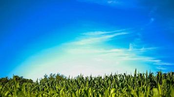 campo di grano e cielo blu foto