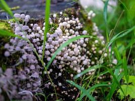 poco funghi e muschio su albero ceppo foto