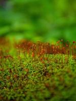 foresta muschio e arancia rosso germogli foto