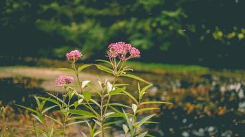 palude stagno e rosa fiori foto