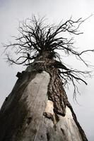 alto tronco potente vecchio asciutto albero sotto. foto