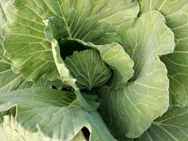 verde biologico cavolo nel giardino. foto