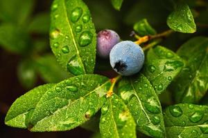 rugiada gocce su selvaggio cespuglio basso mirtilli - vaccinium angustifolium foto