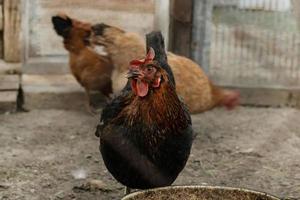 nero gallina sta nel un' penna con altro galline e sembra a il spettatore foto