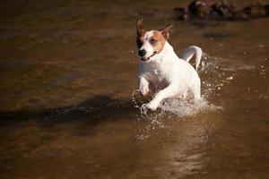 giocoso Jack russell terrier cane giocando nel acqua foto