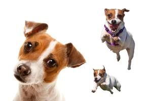 carino e energico Jack russell terrier cane impostato foto