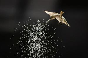 colibrì in volo foto