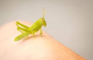 bellissimo piccolo verde cavalletta avvicinamento riposo su umano mano. foto