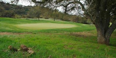 panoramico erboso golf corso verde e bandiera. foto